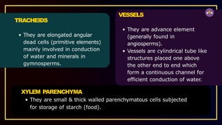 TRACHEIDS
They are elongated angular
dead cells (primitive elements)
mainly involved in conduction
of water and minerals in
gymnosperms.
VESSELS
They are advance element
(generally found in
angiosperms).
Vessels are cylindrical tube like
structures placed one above
the other end to end which
form a continuous channel for
efficient conduction of water.
XYLEM PARENCHYMA
They are small & thick walled parenchymatous cells subjected
for storage of starch (food).
 