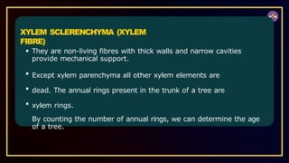 XYLEM SCLERENCHYMA (XYLEM
FIBRE)
They are non-living fibres with thick walls and narrow cavities
provide mechanical support.
Except xylem parenchyma all other xylem elements are
dead. The annual rings present in the trunk of a tree are
xylem rings.
By counting the number of annual rings, we can determine the age
of a tree.
 