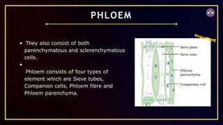 They also consist of both
parenchymatous and sclerenchymatous
cells.
Phloem consists of four types of
element which are Sieve tubes,
Companion cells, Phloem fibre and
Phloem parenchyma.
PHLOEM
Important
 