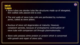 SIEVE
TUBES
Sieve tubes are slender tube like structures made up of elongated,
thin walled cells placed end to end.
The end walls of sieve tube cells are perforated by numerous
pores, called as sieve plates.
Nucleus of sieve cell degenerates at maturity. However,
cytoplasm persists, because of protoplasmic continuation of
sieve tube with companion cell through plasmodesmata.
Sieve cells possess slime protein or protein which is concerned
with growth and repair of sieve cells.
 