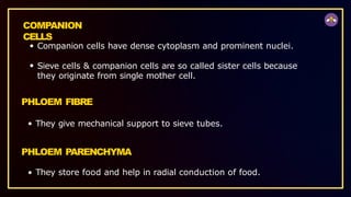COMPANION
CELLS
Companion cells have dense cytoplasm and prominent nuclei.
Sieve cells & companion cells are so called sister cells because
they originate from single mother cell.
PHLOEM FIBRE
They give mechanical support to sieve tubes.
PHLOEM PARENCHYMA
They store food and help in radial conduction of food.
 