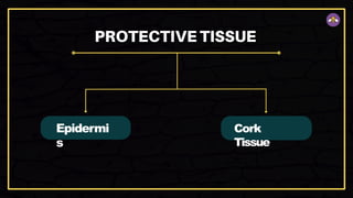 Epidermi
s
Cork
Tissue
 
