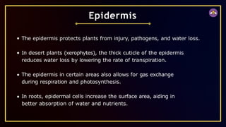 The epidermis protects plants from injury, pathogens, and water loss.
In desert plants (xerophytes), the thick cuticle of the epidermis
reduces water loss by lowering the rate of transpiration.
The epidermis in certain areas also allows for gas exchange
during respiration and photosynthesis.
In roots, epidermal cells increase the surface area, aiding in
better absorption of water and nutrients.
Epidermis
 