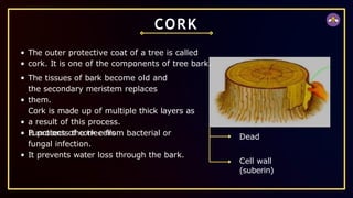 CORK
The outer protective coat of a tree is called
cork. It is one of the components of tree bark.
The tissues of bark become old and
the secondary meristem replaces
them.
Cork is made up of multiple thick layers as
a result of this process.
Functions of cork cells:
It protects the tree from bacterial or
fungal infection.
It prevents water loss through the bark.
Dead
Cell wall
(suberin)
 