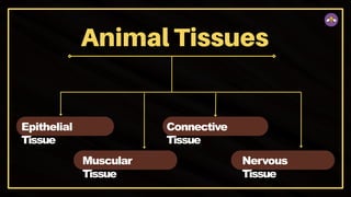 Epithelial
Tissue
Muscular
Tissue
Connective
Tissue
Nervous
Tissue
 