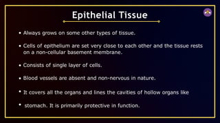 Epithelial Tissue
Always grows on some other types of tissue.
Cells of epithelium are set very close to each other and the tissue rests
on a non-cellular basement membrane.
Consists of single layer of cells.
Blood vessels are absent and non-nervous in nature.
It covers all the organs and lines the cavities of hollow organs like
stomach. It is primarily protective in function.
 