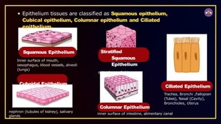 Epithelium tissues are classified as Squamous epithelium,
Cubical epithelium, Columnar epithelium and Ciliated
epithelium.
Squamous Epithelium
Inner surface of mouth,
oesophagus, blood vessels, alveoli
(lungs)
Cuboidal Epithelium
Stratified
Squamous
Epithelium
outer layer of skin
nephron (tubules of kidney), salivary
glands
Ciliated Epithelium
Trachea, Bronchi ,Fallopian
(Tubes), Nasal (Cavity),
Bronchioles, Uterus
Columnar Epithelium
inner surface of intestine, alimentary canal
 