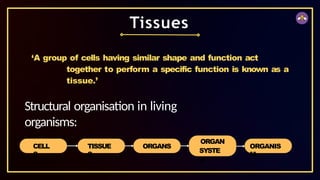 ‘A group of cells having similar shape and function act
together to perform a specific function is known as a
tissue.’
Tissues
CELL
S
TISSUE
S
ORGANS
ORGAN
SYSTE
M
ORGANIS
M
Structural organisation in living
organisms:
 