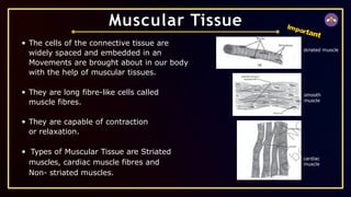 The cells of the connective tissue are
widely spaced and embedded in an
Movements are brought about in our body
with the help of muscular tissues.
They are long fibre-like cells called
muscle fibres.
They are capable of contraction
or relaxation.
Types of Muscular Tissue are Striated
muscles, cardiac muscle fibres and
Non- striated muscles.
Muscular Tissue Important
striated muscle
smooth
muscle
cardiac
muscle
 