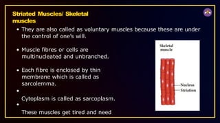 Striated Muscles/ Skeletal
muscles
They are also called as voluntary muscles because these are under
the control of one’s will.
Muscle fibres or cells are
multinucleated and unbranched.
Each fibre is enclosed by thin
membrane which is called as
sarcolemma.
Cytoplasm is called as sarcoplasm.
These muscles get tired and need
 