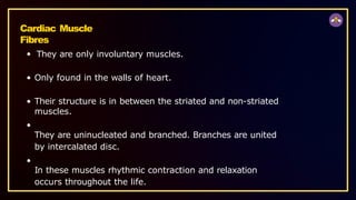 Cardiac Muscle
Fibres
They are only involuntary muscles.
Only found in the walls of heart.
Their structure is in between the striated and non-striated
muscles.
They are uninucleated and branched. Branches are united
by intercalated disc.
In these muscles rhythmic contraction and relaxation
occurs throughout the life.
 
