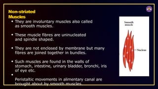 Non-striated
Muscles
They are involuntary muscles also called
as smooth muscles.
These muscle fibres are uninucleated
and spindle shaped.
They are not enclosed by membrane but many
fibres are joined together in bundles.
Such muscles are found in the walls of
stomach, intestine, urinary bladder, bronchi, iris
of eye etc.
Peristaltic movements in alimentary canal are
brought about by smooth muscles.
 