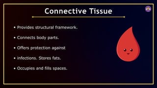 Provides structural framework.
Connects body parts.
Offers protection against
infections. Stores fats.
Occupies and fills spaces.
Connective Tissue
 