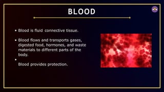 BLOOD
Blood is fluid connective tissue.
Blood flows and transports gases,
digested food, hormones, and waste
materials to different parts of the
body.
Blood provides protection.
 