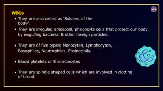WBCs
They are also called as ‘Soldiers of the
body’.
They are irregular, amoeboid, phagocyte cells that protect our body
by engulfing bacterial & other foreign particles.
They are of five types: Monocytes, Lymphocytes,
Basophiles, Neutrophiles, Eosinophils.
Blood platelets or thrombocytes
They are spindle shaped cells which are involved in clotting
of blood.
 