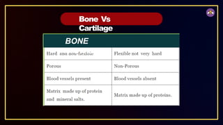 Bone Vs
Cartilage
BONE
CARTILAGE
 