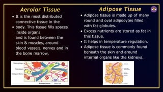 Aerolar Tissue
It is the most distributed
connective tissue in the
body. This tissue fills spaces
inside organs
and is found between the
skin & muscles, around
blood vessels, nerves and in
the bone marrow.
Adipose Tissue
Adipose tissue is made up of many
round and oval adipocytes filled
with fat globules.
Excess nutrients are stored as fat in
this tissue.
It helps in temperature regulation.
Adipose tissue is commonly found
beneath the skin and around
internal organs like the kidneys.
 