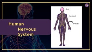 Human
Nervous
System
Nerves
 