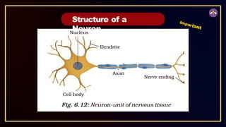 Structure of a
Neuron
Important
 