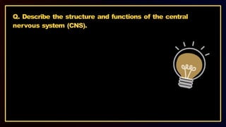 Q. Describe the structure and functions of the central
nervous system (CNS).
 