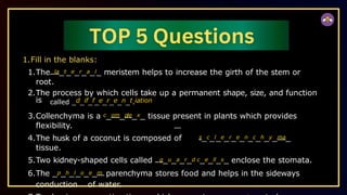 1.Fill in the blanks:
1.The la_t_e_r_a_l_ meristem helps to increase the girth of the stem or
root.
2.The process by which cells take up a permanent shape, size, and function
is called _d_if_f_e_r_e_n_t.iation
3.Collenchyma is a c_om_ple_x_ tissue present in plants which provides
flexibility.
4.The husk of a coconut is composed of s_c_l_e_r_e_n_c_h_y_ma_
tissue.
5.Two kidney-shaped cells called g_u_a_r_d c_e_ll_s_ enclose the stomata.
6.The _p_h_l_o_e_m parenchyma stores food and helps in the sideways
conduction of water.
 