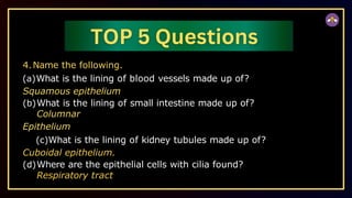 4.Name the following.
(a)What is the lining of blood vessels made up of?
Squamous epithelium
(b)What is the lining of small intestine made up of?
Columnar
Epithelium
(c)What is the lining of kidney tubules made up of?
Cuboidal epithelium.
(d)Where are the epithelial cells with cilia found?
Respiratory tract
 