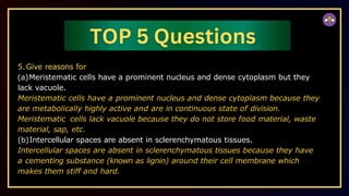 5.Give reasons for
(a)Meristematic cells have a prominent nucleus and dense cytoplasm but they
lack vacuole.
Meristematic cells have a prominent nucleus and dense cytoplasm because they
are metabolically highly active and are in continuous state of division.
Meristematic cells lack vacuole because they do not store food material, waste
material, sap, etc.
(b)Intercellular spaces are absent in sclerenchymatous tissues.
Intercellular spaces are absent in sclerenchymatous tissues because they have
a cementing substance (known as lignin) around their cell membrane which
makes them stiff and hard.
 