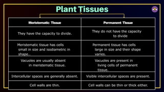 Meristematic Tissue Permanent Tissue
They have the capacity to divide.
They do not have the capacity
to divide
Meristematic tissue has cells
small in size and isodiametric in
shape..
Permanent tissue has cells
large in size and their shape
varies.
Vacuoles are usually absent
in meristematic tissue.
Vacuoles are present in
living cells of permanent
tissue.
Intercellular spaces are generally absent. Visible intercellular spaces are present.
Cell walls are thin. Cell walls can be thin or thick either.
 