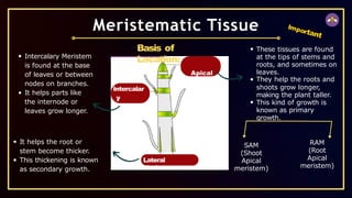 Intercalar
y
Meristem
Lateral
Meristem
Meristematic Tissue
Basis of
Location:
Apical
Meriste
m
These tissues are found
at the tips of stems and
roots, and sometimes on
leaves.
They help the roots and
shoots grow longer,
making the plant taller.
This kind of growth is
known as primary
growth.
Intercalary Meristem
is found at the base
of leaves or between
nodes on branches.
It helps parts like
the internode or
leaves grow longer.
It helps the root or
stem become thicker.
This thickening is known
as secondary growth.
Important
SAM
(Shoot
Apical
meristem)
RAM
(Root
Apical
meristem)
 