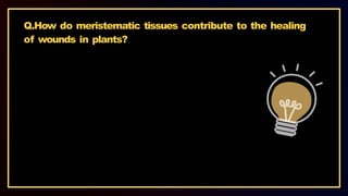 Q.How do meristematic tissues contribute to the healing
of wounds in plants?
 