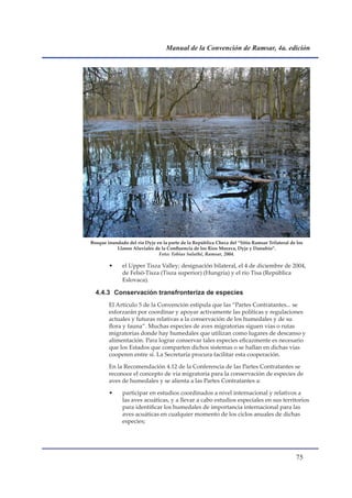 Manual de la Convención de Ramsar, 4a. edición




Bosque inundado del río Dyje en la parte de la República Checa del “Sitio Ramsar Trilateral de los
           Llanos Aluviales de la Confluencia de los Ríos Morava, Dyje y Danubio”.
                              Foto: Tobias Salathé, Ramsar, 2004.

        •     el Upper Tisza Valley; designación bilateral, el 4 de diciembre de 2004,
              de Felsö-Tisza (Tisza superior) (Hungría) y el río Tisa (República
              Eslovaca).

  4.4.3 Conservación transfronteriza de especies
        El Artículo 5 de la Convención estipula que las “Partes Contratantes... se
        esforzarán por coordinar y apoyar activamente las políticas y regulaciones
        actuales y futuras relativas a la conservación de los humedales y de su
        flora y fauna”. Muchas especies de aves migratorias siguen vías o rutas
        migratorias donde hay humedales que utilizan como lugares de descanso y
        alimentación. Para lograr conservar tales especies eficazmente es necesario
        que los Estados que comparten dichos sistemas o se hallan en dichas vías
        cooperen entre sí. La Secretaría procura facilitar esta cooperación.

        En la Recomendación 4.12 de la Conferencia de las Partes Contratantes se
        reconoce el concepto de vía migratoria para la conservación de especies de
        aves de humedales y se alienta a las Partes Contratantes a:

        •     participar en estudios coordinados a nivel internacional y relativos a
              las aves acuáticas, y a llevar a cabo estudios especiales en sus territorios
              para identificar los humedales de importancia internacional para las
              aves acuáticas en cualquier momento de los ciclos anuales de dichas
              especies;




                                                                                              
 