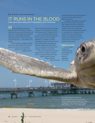 20 coastwatch | summer 2016 | www.ncseagrant.org
B y D i a n a H a c k e n b u r g
IT RUNS IN THE BLOOD
How sea turtles respond to interactions with fishermen
Huffing and puffing, you pause
for air during a hard workout. Yet, you
continue on, knowing the discomfort will
end soon. Amanda Southwood Williard
observes a similar fatigue following
prolonged exertion, not in the gym but
rather on the piers — in the blood of sea
turtles.
When hooked or tangled in fishing 	
gear, sea turtles struggle to free them-
selves and make it to the surface to
breathe. In the absence of
oxygen, lactate,
a form of lactic acid, builds up in their
muscles, a similar process in humans
that we equate with “feeling the burn.”
Lactic acid breaks down during
periods of rest, but the ocean doesn’t
have a sauna or couch for reptile
relaxation. As Williard, an animal
physiologist at the University of North
Carolina Wilmington, hypothesizes,
these skirmishes make sea turtles
more susceptible to boat strikes and
predators while they recuperate.
“How do you feel after exercising
really hard? Your ability to exercise 	
more is compromised and the same
might be true for turtles,”
Williard explains. 	
“They have these
stressful experiences and need a period
of rest to recover, placing them in
difficult situations.”
Increased vulnerability represented
just one of the threats to sea turtles
that Williard and her team observed
at fishing piers in North Carolina and
Virginia. Their North Carolina Sea 	
Grant-funded study laid the groundwork
for assessing how recreational hook-
and-line fisheries may affect sea 	
turtles, and created an interstate
collaboration interested in ensuring
captured turtles return to the
ocean in tip-top shape.
RIDING THE WAVES
Since the age
of dinosaurs,
turtles have been
swimming across
the oceans,
expertly
adapted to
the marine
Sea turtles accidentally captured by
recreational hook-and-line fishermen face
multiple threats, including injuries from hooks
and gear, and deeper physiological changes,
that can hamper their survival upon release.
 