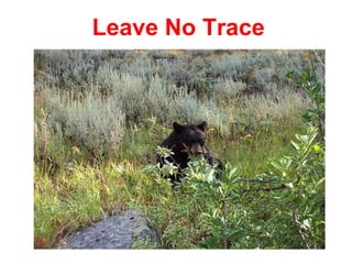 Leave No Trace 