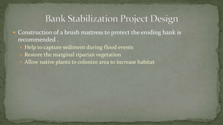  Construction of a brush mattress to protect the eroding bank is
recommended .
 Help to capture sediment during flood events
 Restore the marginal riparian vegetation
 Allow native plants to colonize area to increase habitat
 