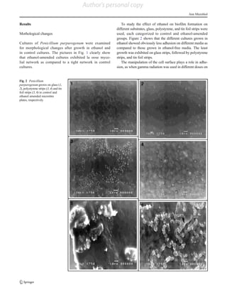 Results
Morhological changes
Cultures of Penicillium purpurogenum were examined
for morphological changes after growth in ethanol and
in control cultures. The pictures in Fig. 1 clearly show
that ethanol-amended cultures exhibited la oose myce-
lial network as compared to a tight network in control
cultures.
To study the effect of ethanol on biofilm formation on
different substrates, glass, polystyrene, and tin foil strips were
used, each categorized to control and ethanol-amended
groups. Figure 2 shows that the different cultures grown in
ethanol showed obviously less adhesion on different media as
compared to those grown in ethanol-free media. The least
growth was exhibited on glass strips, followed by polystyrene
strips, and tin foil strips.
The manipulation of the cell surface plays a role in adhe-
sion, as when gamma radiation was used in different doses on
Fig. 2 Penicillium
purpurogenum grown on glass (1,
2), polystyrene strips (3, 4) and tin
foil strips (5, 6) in control and
ethanol amended microtitre
plates, respectively
Ann Microbiol
Author's personal copy
 