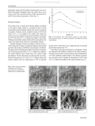 polystyrene strips and Penicillium purpurogenum was incu-
bated with gamma irradiated strips, the results show an in-
crease in the loose mycelial network which increased at 0.3
and 0.5 kGy and was maximal at 1 kGy (Fig. 3).
Biological changes
The results in Fig. 4 clearly show that the addition of ethanol
to the culture media results in a parallel increase in both
extracellular and intracellular catalase; the former is produced
in quantity. Catalase activity reached its peak at 6.49 U/ml
when 2.5 % v/v was added to the media, after which the
activity showed a gradual decrease and reached its minimum
of 2.49 U/ml when 10 % v/v ethanol was added to the media.
Although intracellular catalase followed the same pattern, the
values were below those shown for extracellular catalase.
Another indication of stress by ethanol is shown in Fig. 5
which represents the degree of lipid peroxidation and mycelial
growth in the presence of different concentrations of ethanol.
The figure shows that lipid peroxidation reached its maximum
of 0.23 mg/mg mycelia when 2.5 % v/v ethanol was added to
the culture medium, above which there was a drop in lipid
peroxidation. On the other hand, mycelial growth was main-
tained in the presence of 2.5 and 5 % v/v ethanol along with
control cultures and was represented as 100 % mycelial
growth, above which there was a sharp decrease in mycelial
growth that reached only 5 %.
Penicillium purpurogenum produces a red pigment, which
was affected by the addition of ethanol to the culture medium.
The deep rich red color of control cultures showed absorbance
of 5.8 but exhibited a lighter shade as the ethanol concentra-
tion increased, until it reached an absorbance of 0.97 when
10 % v/v ethanol was added to the culture medium (Fig. 6).
Penicillium purpurogenum adhesion on non-
irradiated polystyrene strip
Penicillium purpurogenum adhesion on 0.3
kGy irradiated polystyrene strip
Penicillium purpurogenum adhesion on 0.5
kGy irradiated polystyrene strip
Penicillium purpurogenum adhesion on 1
kGy irradiated polystyrene strip
Fig. 3 Effect of gamma radiation
on adhesion of Penicillium
purpurogenum on polystyrene
strips grown in microtiter plates
0
0.5
1
1.5
2
2.5
3
3.5
4
4.5
5
5.5
6
6.5
7
7.5
0 1 2 3 4 5 6 7 8 9 10 11 12
Ethanol (% v/v)
Catalase(U/ml)
Intracellular CAT
Extracellular CAT
Fig. 4 Intracellular and extracellular catalase in Penicillium
purpurogenum grown in cultures amended with different ethanol
concentrations
Ann Microbiol
Author's personal copy
 