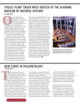 FOSSIL PLANT TRACK MEET HOSTED AT THE ALABAMA 
MUSEUM OF NATURAL HISTORY 
BY DANA EHRET 
On Sunday June 22, the Alabama 
Museum of Natural History hosted a 
fossil plant ‘Track Meet” in conjunction 
with the Alabama Paleontological 
Society (APS). The event is the latest 
in a series of meets that focus on 
Pennsylvanian (~320 million year old) 
trackway and plant fossils found at 
the Union Chapel Mine near Jasper 
in Walker County. The Union Chapel 
Mine, now formally called the Steven 
C. Minkin Paleozoic Footprint Site, 
is a former coal mine that was taken 
over by the state lands division of the 
Alabama Department of Conservation 
and Natural Resources as a result of the 
efforts of the Alabama Paleontological 
Society. The purpose of these track 
meets is to showcase and photograph 
the recent finds of visitors to the Union 
Chapel Mine for documentation, 
and contribute specimens to museum 
collection. The first ever track meet 
was held back on August 19, 2000 
at the Alabama Museum of Natural 
History. This most recent track meet 
focused particularly on fossil plants 
after an interesting specimen related to 
NEW FINDS IN PALEONTOLOGY 
BY DANA EHRET 
6 • Museum CHRONICLE 
club mosses, called Lepidodendron, was 
discovered earlier this year. As a result, 
Prescott Atkinson and members of the 
APS invited Dr. Michael Rischbieter, 
a Paleozoic coal swamp expert from 
Presbyterian College, South Carolina, 
and Dr. Jim Lacefield, author of Lost 
Worlds in Alabama Rocks and formerly 
of the University of North Alabama, 
to attend the track meet and evaluate 
specimens brought in by APS members. 
The event was attended by a dozen or 
so members and guests of the APS, and 
at the end of the day the Paleontology 
collections at the Alabama Museum 
of Natural History had roughly 400 
plant fossils donated to its permanent 
collections! Specimens included fossil 
ferns, club mosses, scale trees, seeds, 
and willow leaves just to name a few. 
I would like to extend a thank you to 
all those that participated including: 
Prescott Atkinson, Michael Rischbieter, 
Jim Lacefield, Jun and Sandy Ebersole, 
Ron Buta, Bruce Relihan, Carl Sloan, 
and Milo Washington. 
O 
T 
This spring and summer has been a 
busy and exciting field season in the 
paleontology collections at the Alabama 
Museum of Natural History. The 
warmer weather and longer days lend 
themselves to outdoor fieldwork, and I 
have taken full advantage of that. The 
most well known field-collecting site 
for the museum is Harrell Station in 
Dallas County. The 140-acre site, owned 
by the museum, is covered with late 
Cretaceous (~75 million year old) chalk 
gullies that produce mainly marine 
fossils from the Age of the Dinosaurs. 
Early this spring, Prescott Atkinson and 
his boyhood friend Marc Maurer spent 
Fossil plant track meet overview 
from the third floor of Smith Hall. 
Photography by Sandy Ebersole. 
on by a bony fish called Saurodon after 
it hit the water. Evidence of predation 
and/or scavenging are not that common 
in the fossil record, and I expect Lynn 
to present the find at the upcoming 
Southeastern Association of Vertebrate 
Paleontology meeting in Jackson, MS. 
I spent a better part of this spring 
venturing out to the far corners of 
Harrell Station, to areas that are not 
too accessible by foot, and I had great 
success. We recovered a skull of a fossil 
sea turtle known as Toxochelys, a nearly 
complete fossil clam called a rudist, 
and the tail of a large bony fish called 
a couple days prospecting at Harrell 
and turned up a magnificent pterosaur, 
Pteranodon longiceps, wing bone. 
Pterosaurs were large, flying reptiles that 
had an elongated pinky finger that the 
wing membrane attached onto. These 
bones rarely preserve because they are 
fragile and hollow much like that of 
a modern bird. Back in the lab, our 
summer collections technician, Mr. 
Lynn Harrell, prepared the specimen 
and revealed a series of tooth scrapes 
on the underside of the bone! Matching 
the tooth scrapes with known fossils 
from Harrell Station, it appears that 
this unfortunate pterosaur was gnawed 
 