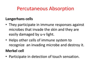 Percutaneous Absorption
Langerhans cells
• They participate in immune responses against
microbes that invade the skin and they are
easily damaged by u-v light.
• Helps other cells of immune system to
recognize an invading microbe and destroy it.
Merkel cell
• Participate in detection of touch sensation.
 