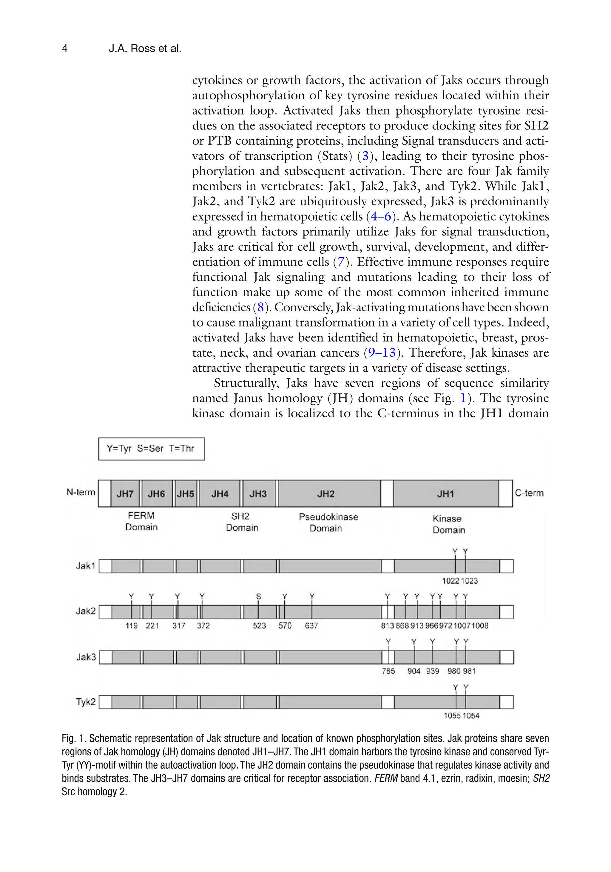 4 J.A. Ross et al.
cytokines or growth factors, the activation of Jaks occurs through
autophosphorylation of key tyrosine residues located within their
activation loop. Activated Jaks then phosphorylate tyrosine resi-
dues on the associated receptors to produce docking sites for SH2
or PTB containing proteins, including Signal transducers and acti-
vators of transcription (Stats) (3), leading to their tyrosine phos-
phorylation and subsequent activation. There are four Jak family
members in vertebrates: Jak1, Jak2, Jak3, and Tyk2. While Jak1,
Jak2, and Tyk2 are ubiquitously expressed, Jak3 is predominantly
expressed in hematopoietic cells (4–6). As hematopoietic cytokines
and growth factors primarily utilize Jaks for signal transduction,
Jaks are critical for cell growth, survival, development, and differ-
entiation of immune cells (7). Effective immune responses require
functional Jak signaling and mutations leading to their loss of
function make up some of the most common inherited immune
deficiencies(8).Conversely,Jak-activatingmutationshavebeenshown
to cause malignant transformation in a variety of cell types. Indeed,
activated Jaks have been identified in hematopoietic, breast, pros-
tate, neck, and ovarian cancers (9–13). Therefore, Jak kinases are
attractive therapeutic targets in a variety of disease settings.
Structurally, Jaks have seven regions of sequence similarity
named Janus homology (JH) domains (see Fig. 1). The tyrosine
kinase domain is localized to the C-terminus in the JH1 domain
Fig. 1. Schematic representation of Jak structure and location of known phosphorylation sites. Jak proteins share seven
regions of Jak homology (JH) domains denoted JH1–JH7. The JH1 domain harbors the tyrosine kinase and conserved Tyr-
Tyr (YY)-motif within the autoactivation loop.The JH2 domain contains the pseudokinase that regulates kinase activity and
binds substrates. The JH3–JH7 domains are critical for receptor association. FERM band 4.1, ezrin, radixin, moesin; SH2
Src homology 2.
 