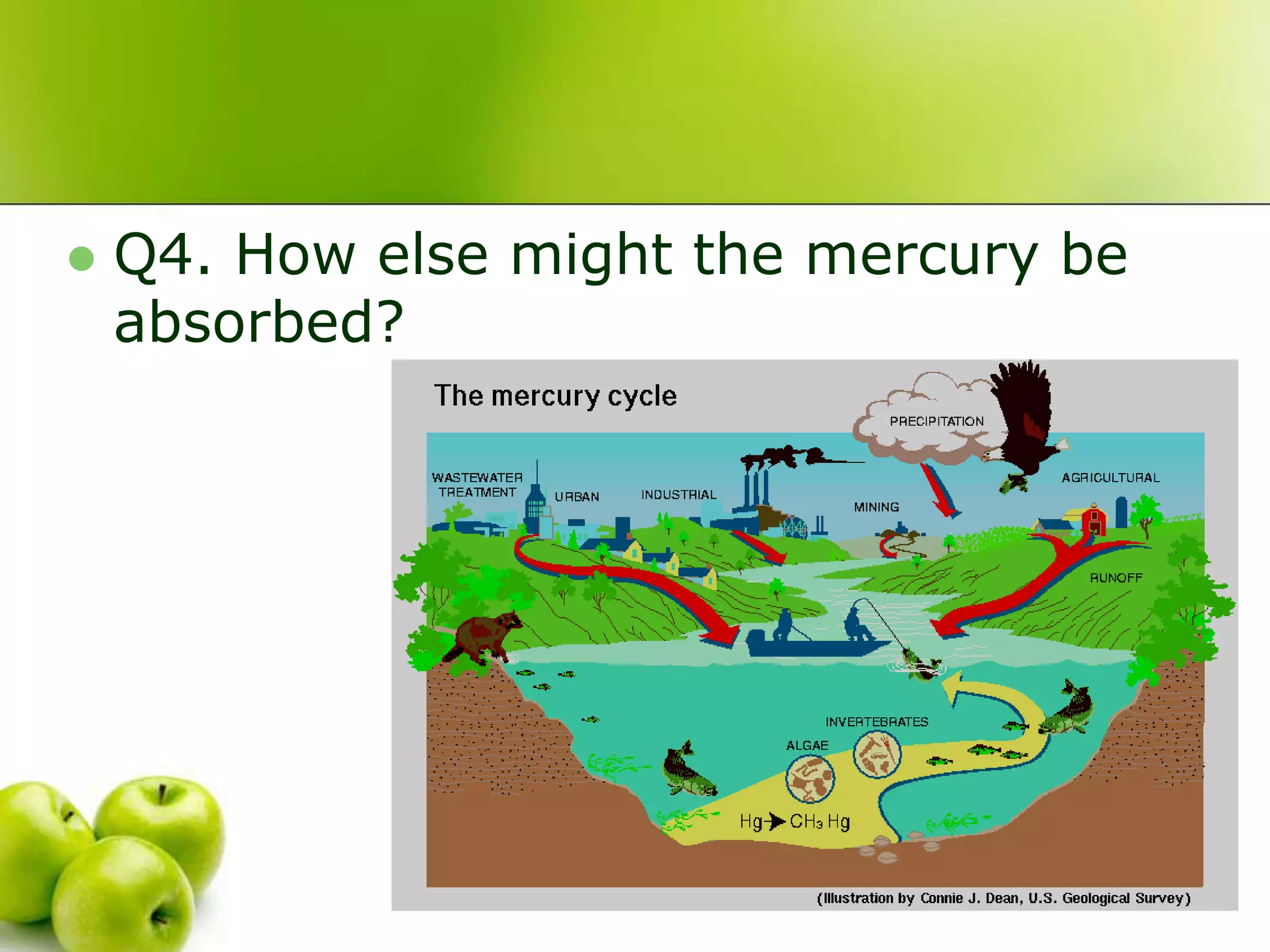  Q4. How else might the mercury be
absorbed?
 