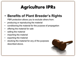 Agriculture IPRs
• Benefits of Plant Breeder’s Rights
PBR protection allows you to exclude others from:
• producing or reproducing the material
• conditioning the material for the purpose of propagation
• offering the material for sale
• selling the material
• importing the material
• exporting the material
• stocking the material for any of the purposes
described above.
 