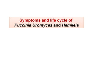 Symptoms and life cycle of
Puccinia Uromyces and Hemileia
 