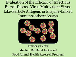 Evaluation of the Efficacy of Infectious
Bursal Disease Virus Multivalent Virus-
Like-Particle Antigens in Enzyme-Linked
Immunosorbent Assays
Kimberly Carter
Mentor: Dr. Daral Jackwood
Food Animal Health Research Program
 