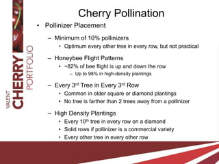 Cherry Pollination FINAL | PPTX | Beekeeping | Hobbies & Interests