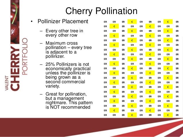 Rainier Cherry Pollination Chart