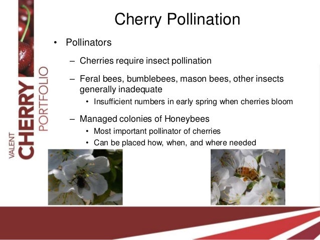 north star cherry tree pollination