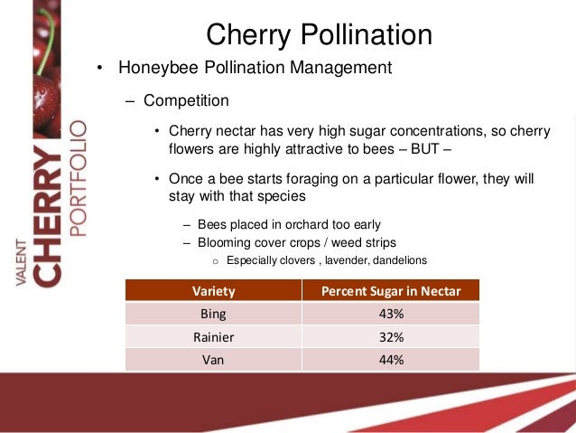 Rainier Cherry Pollination Chart