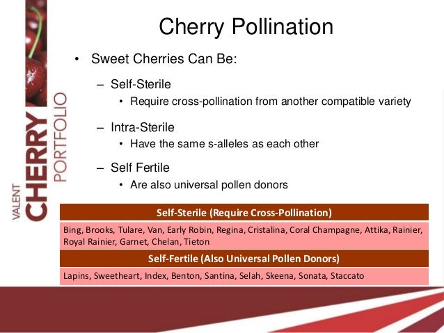 Cherry Tree Cross Pollination Chart