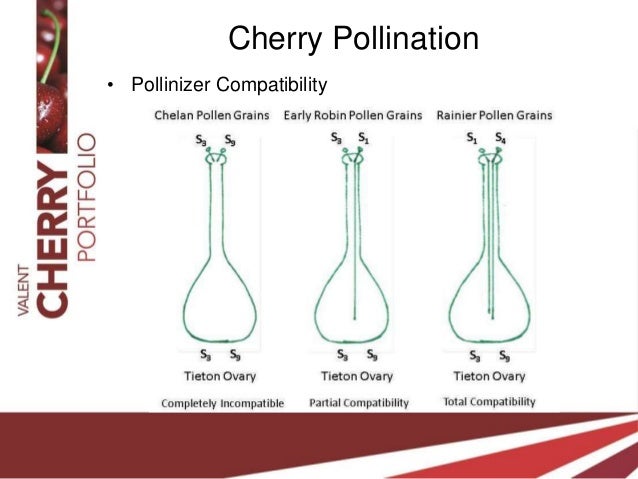 Sweet Sherry Cherry Tree Pollination – CGZSUT