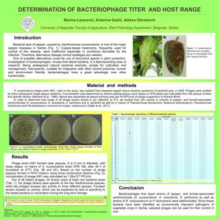 Marina Lazarević, Katarina Gašić, Aleksa Obradović
University of Belgrade, Faculty of Agriculture, Plant Pathology Department, Belgrade, Serbia
DETERMINATION OF BACTERIOPHAGE TITER AND HOST RANGE
Figure 1. X. euvesicatoria.
Bacterial spot on pepper
leaves (A) and pepper fruit
(B). Natural infection.
A) B)
No. Phage
strain
Bacterial strains
X. euvesicatoria
(KFB 189)
X. perforans
(KFB 061)
X. perforans
(KFB 0109)
X. gardneri
(KFB 0110)
X. gardneri
(KFB 0116)
X. vesicatoria
(KFB 0108)
E. amylovora
(KFB 182)
P. c. subsp.
carotovorum
(KFB 68)
P. c. subsp.
carotovorum
(KFB 85)
P. lachrymans
(KFB 214)
P. lachrymans
(KFB 0117)
P. fluorescens
(B 130)
R.solanacearum
(KFB 025)
1. 1 - - - - - - - - - - - - -
2. 2 + - - - - - - - - - - - -
3. 3 - - - - - - - - - - - - -
4. 44 - + - - - + - - - - - - -
5. 45 - + - - - + - - - + - - -
6. 46 - - - - - + - - - - - - -
7. 47 - (+) - - - - - - - - - - -
8. 48 - (+) - - - - - - - - - - -
9. 49 - + - - - + - - - - - - -
10. 50 - + - - - + - - - - - - -
11. 51 - + - - - + - - - + - - -
12. 52 - + - - - - - - - - - - -
13. 53 - - - - - + - - - - - - -
14. 54 - - - - - - - - - + - - -
15. 55 - - - - - + - - - + - - -
16. 56 - - - - - - - - - - - - -
17. 57 + - - - - - - - - - - - -
18. 58 - - - - - - - - - - - - -
19. 59 + - - - - - - - - - - - -
20. 60 + - - - - - - - - - - - -
21. 61 - - - - - - - - - - - - -
22. 62 - - - - - - - - - - - - -
23. 63 + - - - - - - - - - - - -
24. 64 + - - - - + - - - - - - -
25. 65 - - - - - - - - - - - - -
26. 66 + - - - - - - - - - - - -
27. 67 - - - - - - - - - - - - -
28. 68 - - - - - - - - - - - - -
29. 69 + - - - - - - - - - - - -
30. 70 - - - - - - - - - - - - -
31. 71 - - - - - - - - - - - - -
32. 72 - - - - - - - - - - - - -
33. 73 + - - - - - - - - - - - -
34. 74 - - - - - - - - - - - - -
35. 75 + - - - - (+) - - - - - - -
36. PLP100 - - - - - - - - - - - - -
37. RS5M - - - - - - - - - - - - +
38. KФ1 + - - - - - - - - - - - -
A) B) C)
Figure 2. X. euvesicatoria specific bacteriophage, strain KΦ1, Single plaque formation in NYA
medium using different dilutions of phage suspension: A )10ˉ7, B)10ˉ8, C)10ˉ9.
Introduction
Bacterial spot of pepper, caused by Xanthomonas euvesicatoria, is one of the major
pepper diseases in Serbia (Fig. 1). Copper-based treatments, frequently used for
control of this disease, were ineffective especially in conditions favorable for the
infection. Therefore, alternative disease control strategies are needed.
One of possible alternatives could be use of biocontrol agents in plant protection.
Investigation of bacteriophages, viruses that attack bacteria, is a fast-expanding area of
research. Being widespread natural bacterial enemies, simple for cultivation and
management, host-specific, suitable for integration with other control practices, human
and environment friendly, bacteriophages have a great advantage over other
bactericides.
Results
Phage strain KΦ1 formed clear plaques, 4 to 5 mm in diameter, with
sharp edges, on lawns of X. euvesicatoria strain KFB 189, after 48 h of
incubation at 27°C (Fig. 2B and 2C). Based on the number of single
plaques formed in NYA medium using three consecutive dilutions (Fig. 2),
concentration of phage KΦ1 was calculated as 1.26x1010 PFU/ml.
Out of 38 tested phages, 24 strains lysed at least one bacterial strain
(Tab. 1). Six phage strains were specific to the two Xanthomonas species,
while two phages showed lytic activity to three different species. Fourteen
strains showed no activity, which can be explained by lack of specificity to
the tested bacteria or inactivation during the long term storage.
Conclusion
Bacteriophages that lysed strains of pepper- and tomato-associated
xanthomonads (X. euvesicatoria, X. vesicatoria, X. perforans) as well as
strains of R. solanacearum or P. lachrymans were determinated. Since these
bacteria have been identified as economically important pathogens of
vegetable crops in Serbia, selected phages can be used for their control in
vivo.
Material and methods
X. euvesicatoria phage strain KΦ1, used in this study, was isolated from diseased pepper tissue showing symptoms of bacterial spot, in 2005. Phages were purified
by three subsequent single plaque isolations. Concentration was determined by dilution-plating-plaque count assay on NYA plates and calculated from the plaque number
and specific dilution (Klement et al., 1990). Result was expressed as plaque forming units per ml (PFU/ml) of phage suspension in Nutrient Broth.
In order to determine host range of 38 phage strains stored in our collection at 4°C, we studied their lytic activity in cultures of pepper- and tomato-associated
xanthomonads (X. euvesicatoria, X. vesicatoria, X. perforans and X. gardneri) as well as in culture of Pseudomonas fluorescens, Ralstonia solanacearum, Pseudomonas
lachrymans and Pectobacterium carotovorum subsp. carotovorum (Gašić et al., 2011).
References:
Gašić, K., Ivanović, M.M., Ignjatov, M., Ćalić, A., Obradović, A. (2011): Isolation and characterization of Xanthomonas euvesicatoria
bacteriophages. Journal of Plant Pathology, 93 (2): 415-423.
Klement, Z., Rudolf, K., Sands, D.C. (1990): Methods in Phytobacteriology. Akadémiai Kiadó, Budapest.
Table 1. Bacteriphage specificity to different bacterial species.
Legend: + clear plaque formation; (+) turbid plaque formation; - no plaque formation
This research is result of project: III46008 Development of integrated management of harmful organisms in plant production in
order to overcome resistance and to improve food quality and safety, supported by Ministry of education and science, Republic of
Serbia.
 